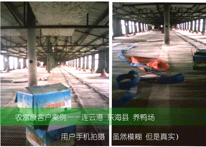農(nóng)富康東?？h養(yǎng)鴨用戶(hù)使用養(yǎng)殖菌液案例