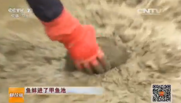 魚蚌進了甲魚池--分解池底有機物降解氨氮超標(biāo)