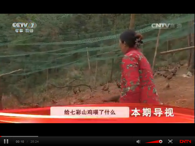 給七彩山雞喂了什么東西，能讓它們的羽毛格外鮮明亮麗？